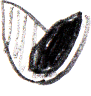 CL